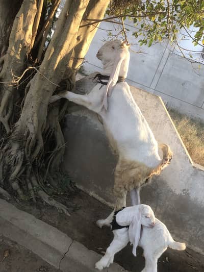 Gulabi goat with one kid. Female