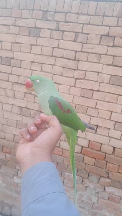 kashmiri parrot  patha for sale