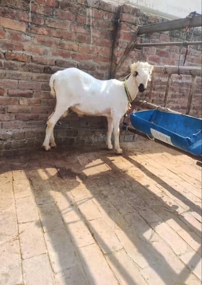 mundra chatra/kajla chatra/chatra/sheep