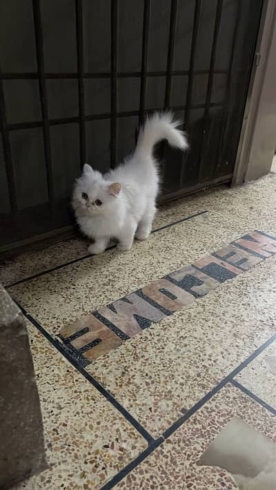 Beautiful Healthy Kitten Available