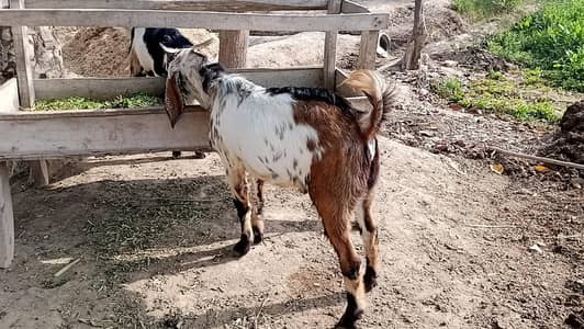 Bakra for sale