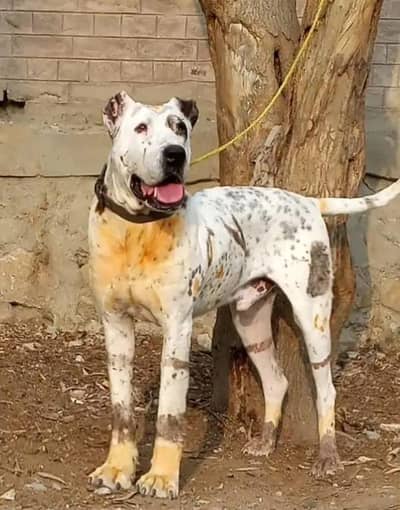 15 mahine age double body for sale