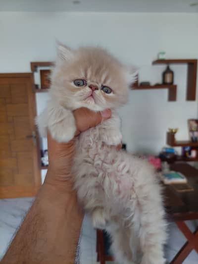 Persian Kittens | Kitten | Cat | Peki | Kittens | Peke Face | Piki |