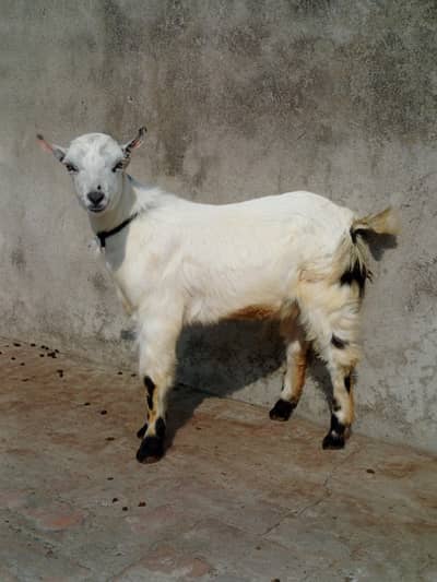 Abluck Tedda male for sale