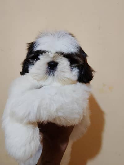 long hair shihtzu male and female puppy vaccination done