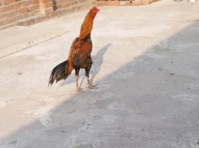 thai+burmi patha bohat alla quality sath is ka bap ki bhi tasweer ha