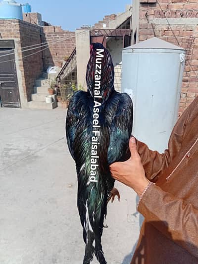 Ma sha allah All birds for sale Whatsapp & call 0306-95-60-536