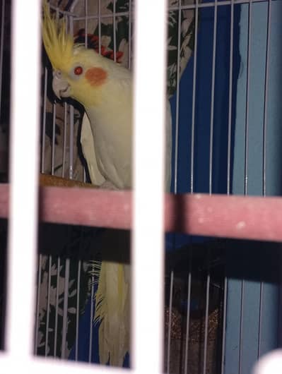 Healthy Pair of Cockatiel for Sale