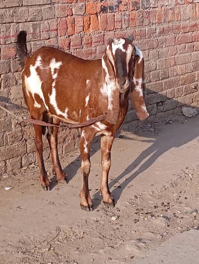 nagra beauty 45din ki gabban 03141446467