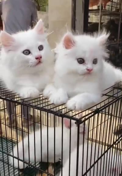Persian Cats & Kittens for Sale may WhatsApp 03126762031