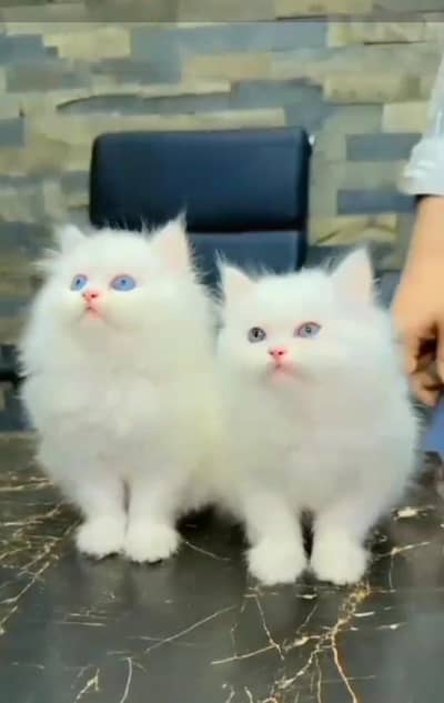 Persian Cats & Kittens for Sale may WhatsApp 03126762031