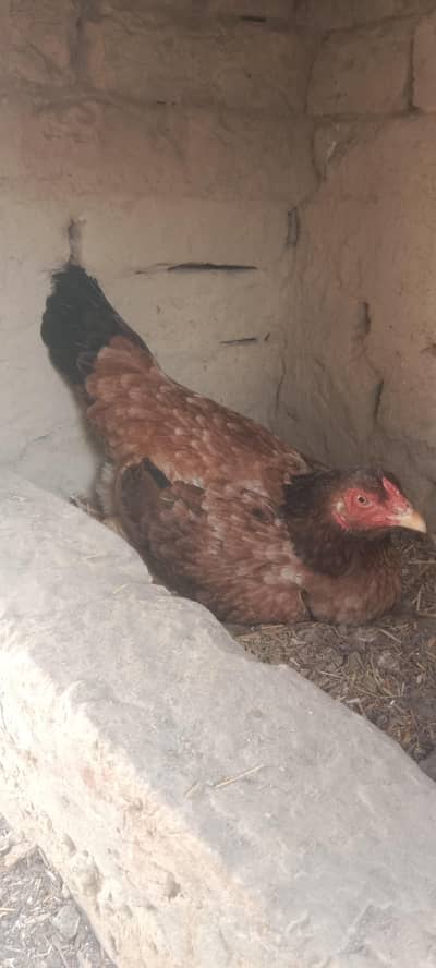 Aseel khurk murgi Whatsapp 03061908536