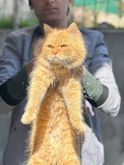 PERSIAN CAT || HOUSE TRAINED || LONG COAT