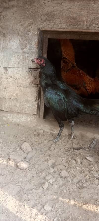 aseel mora or murgi sale karni hai 2 ki price hai WhatsApp 0316622354