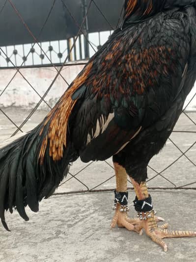 for sale aseel murga