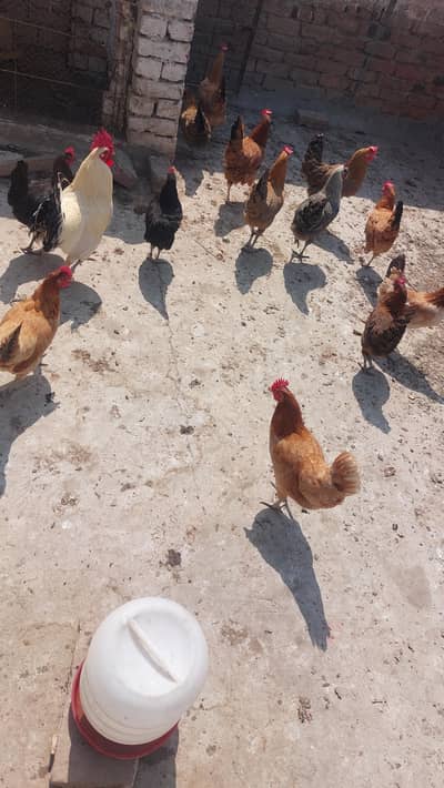 golden misre for sale