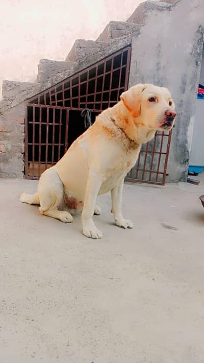 Male Labrador For Sale Sialkot