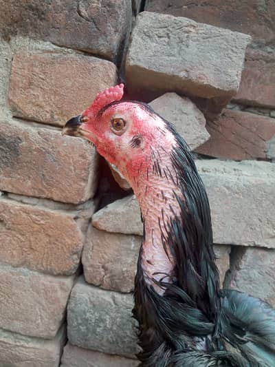 pure aseel mushka madipra 2 Pakistani  madi