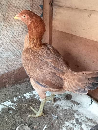 aseel & desi cross hen