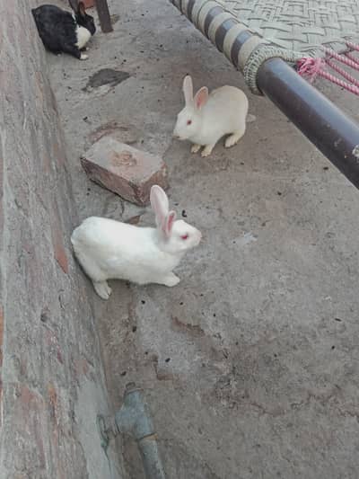 Rabits for sale