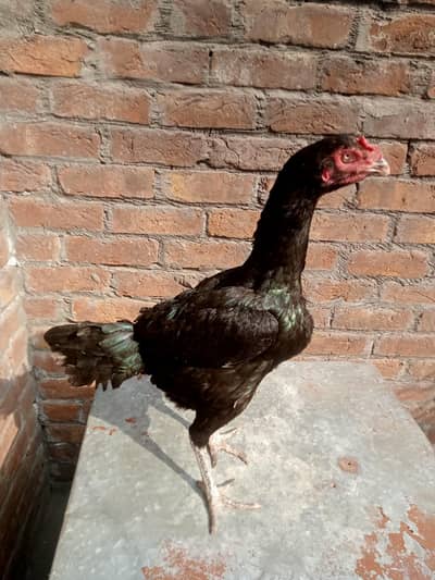 Watts app number 03201486220