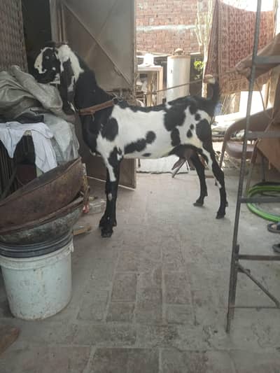 beetal path 0323,9,1,3,0,1,40