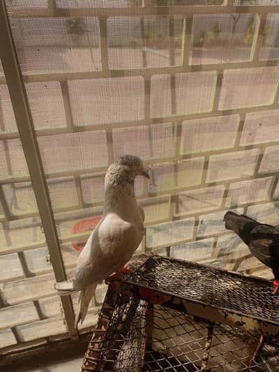 pegions for sale 500rps