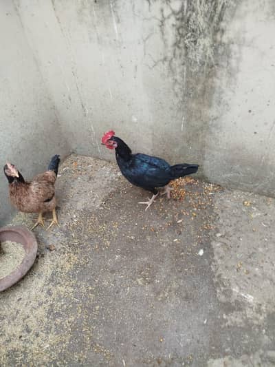 Desi Murgi or Murgy Available