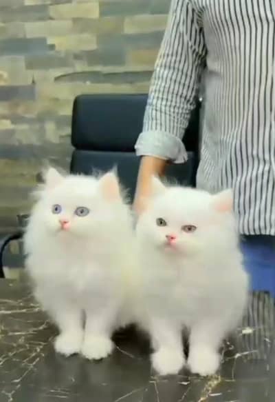 Persian Cats & Kittens for Sale may WhatsApp 03126762031