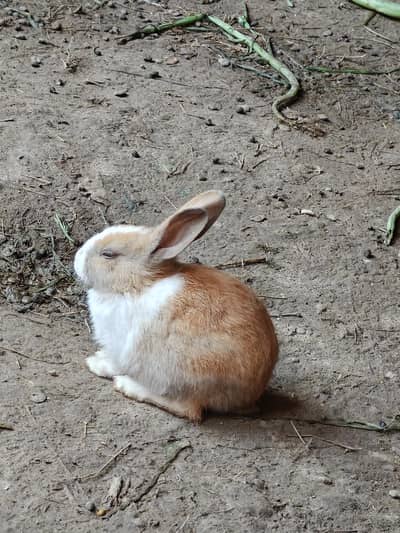 rabbit  kids  pair