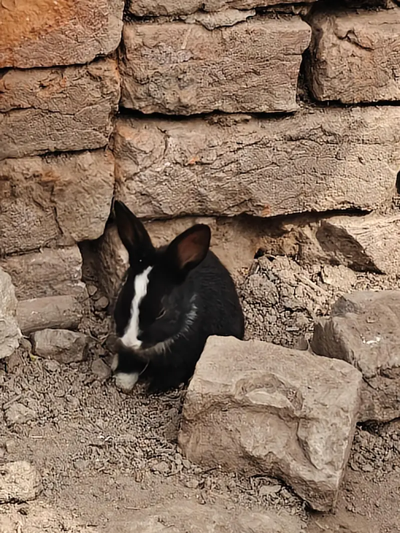 rabbit  kids  pair — photo 2
