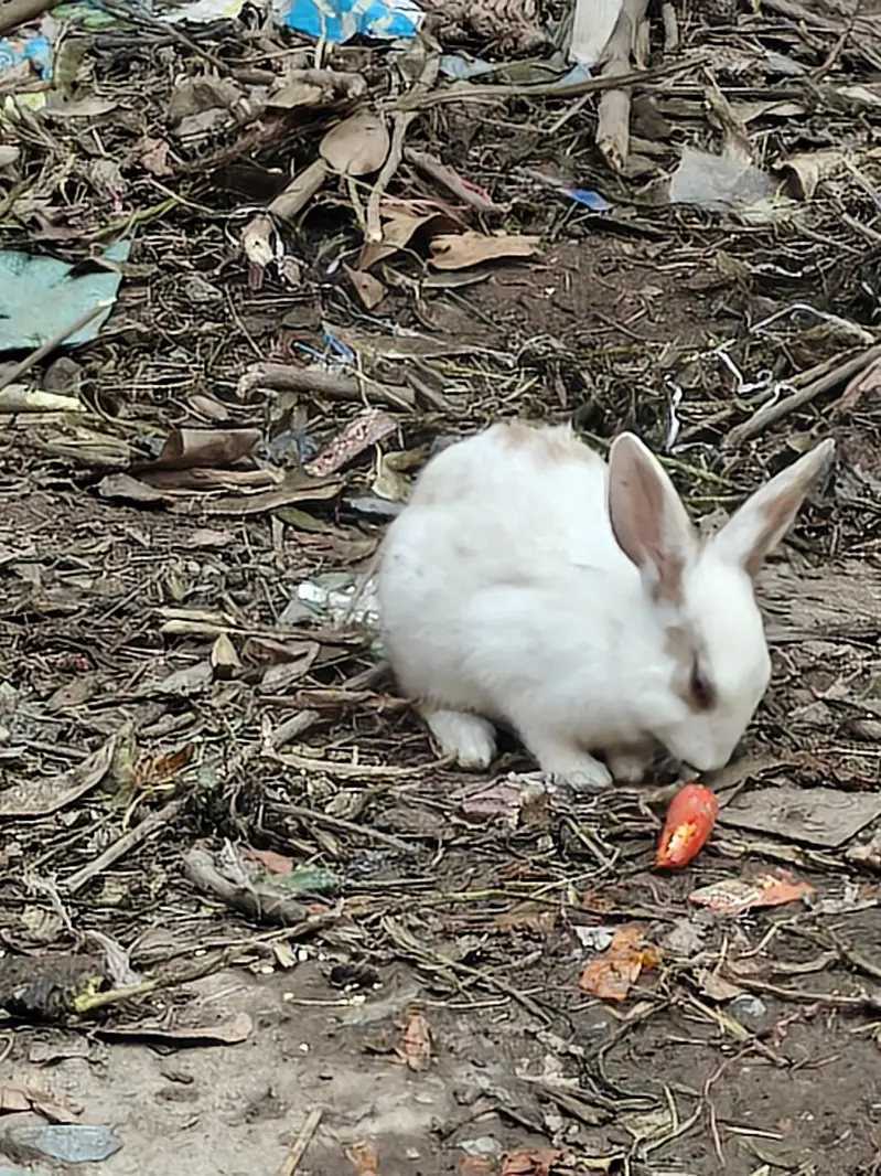 rabbit  kids  pair — photo 3