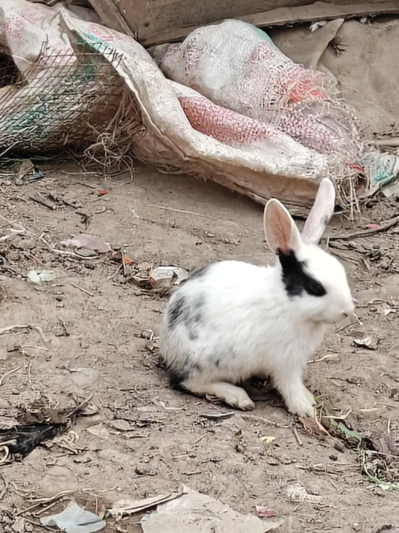 rabbit  kids  pair — photo 4