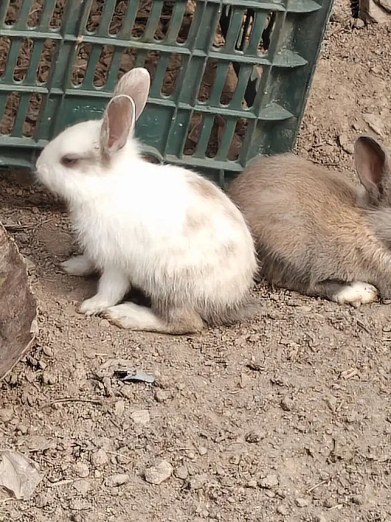 rabbit  kids  pair — photo 5