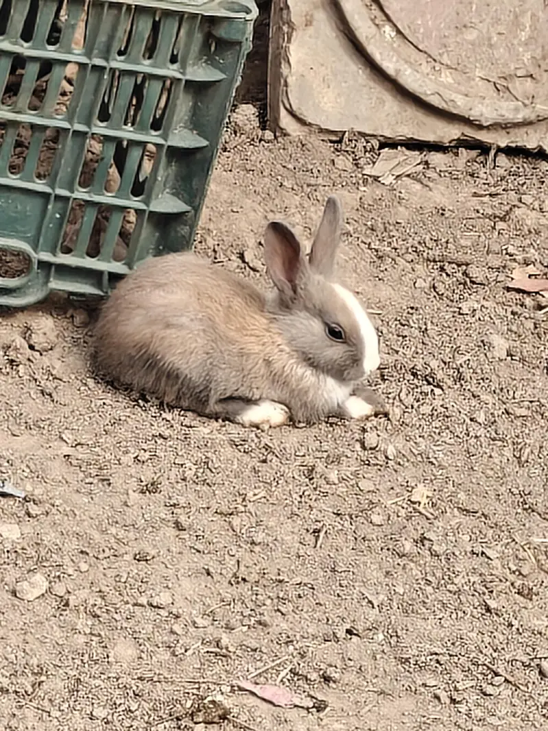 rabbit  kids  pair — photo 6
