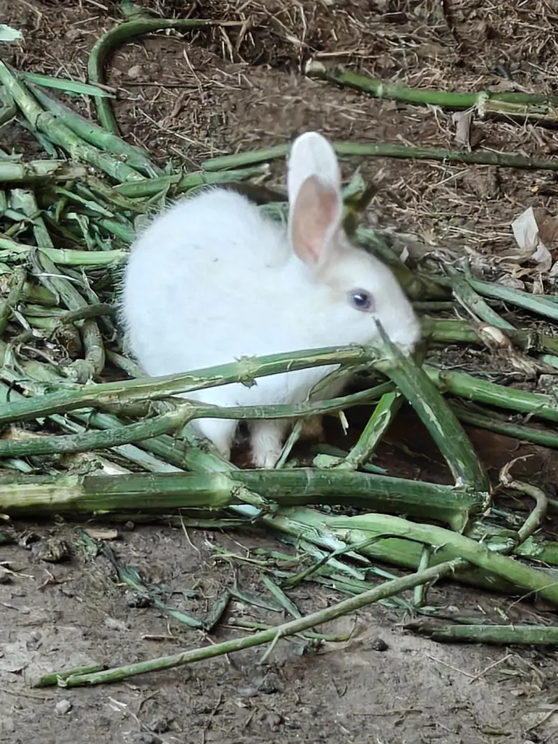 rabbit  kids  pair — photo 7
