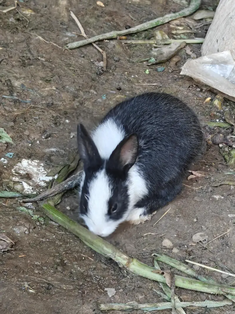 rabbit  kids  pair — photo 8
