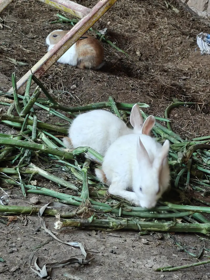 rabbit  kids  pair — photo 9