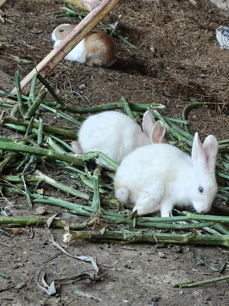 rabbit  kids  pair — photo 10
