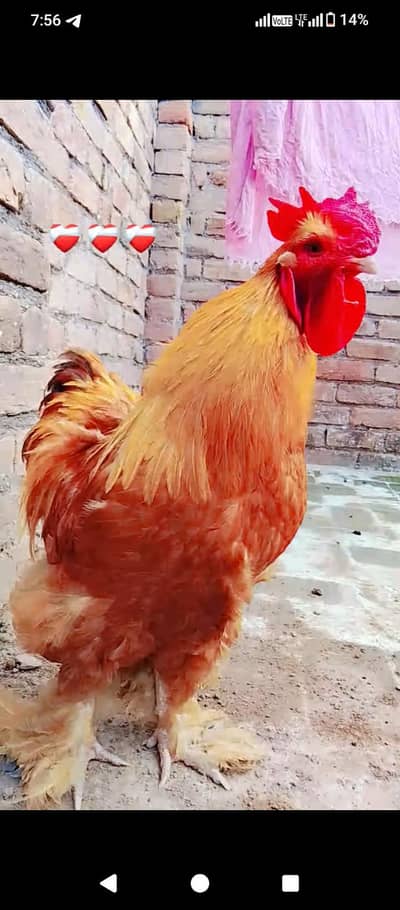 golden buff full family