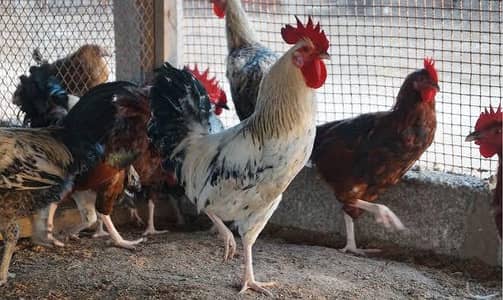 Golden misri & Desi male, Sussex female egg laying hens anda,murghi
