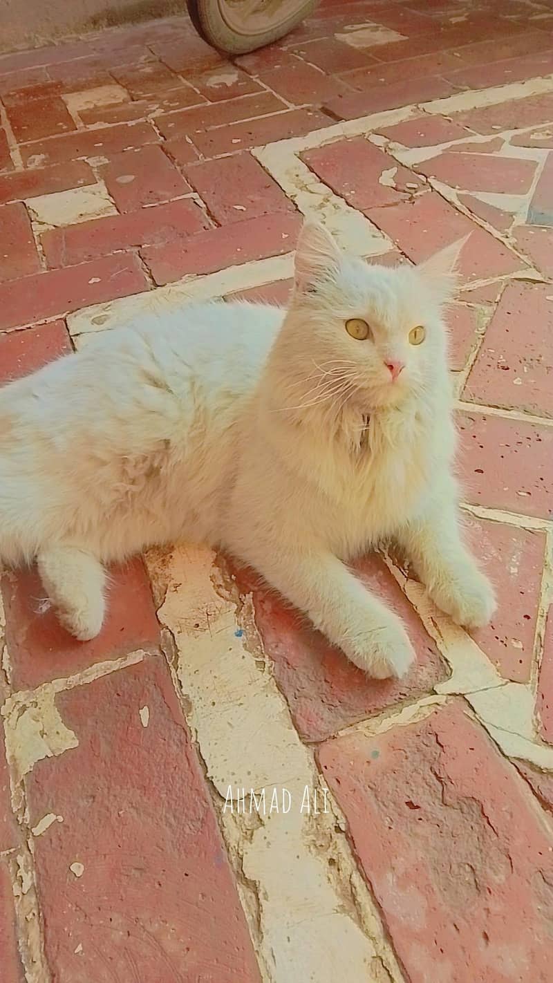Persian cat 0