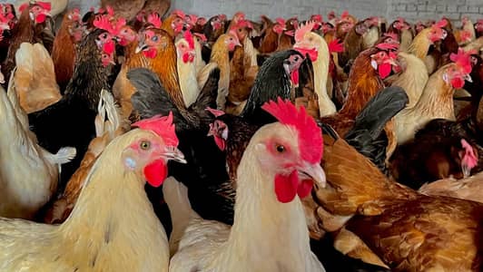 golden misri | semi automatic incubator 60 & temperature meter : Rs 9k