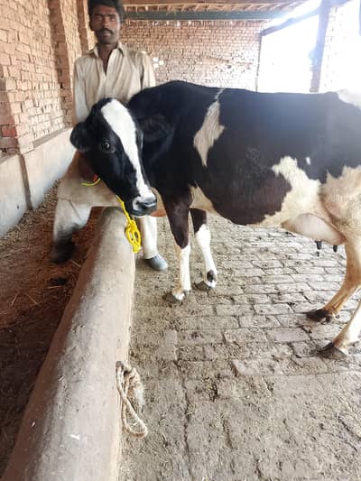 cow forsale