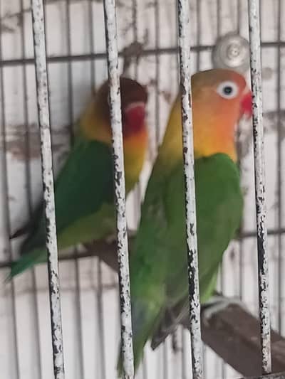love birds 2 pairs price only 3500 for both pairs