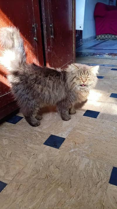 i am selling my Persian cat triple coat doll face