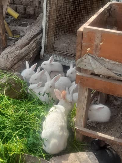 single 1.300.   pair 600