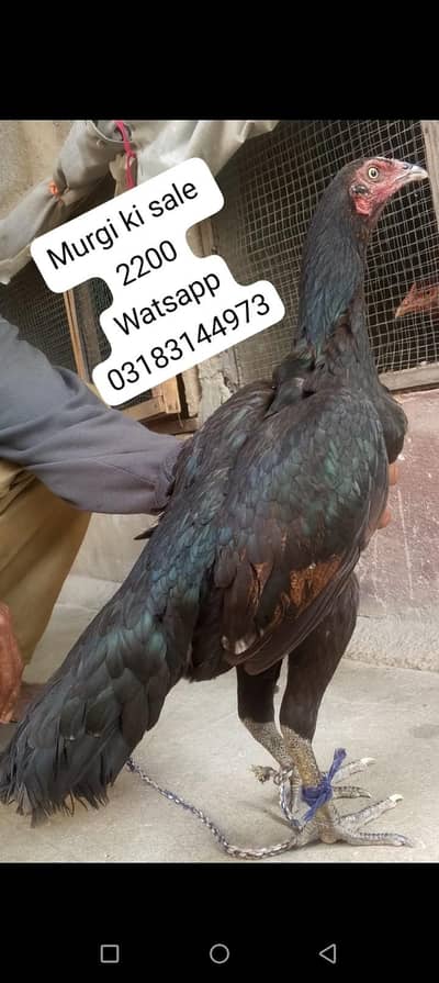 aseel murga | aseel murgi | murga