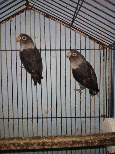 Lovebird Chicks / Black Mouve Personata