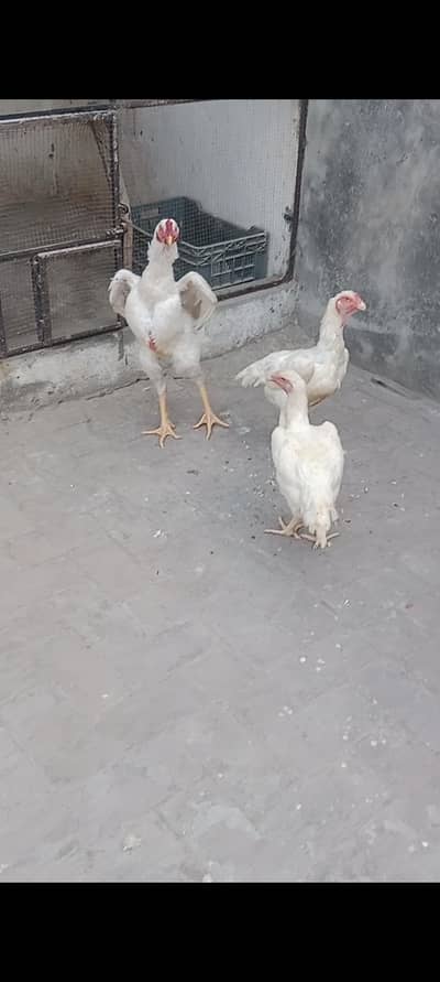 White Shamoo 1 male 2 female  full active and healthy